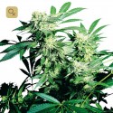 Skunk Kush