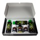 Organic Starterkit · B.A.C