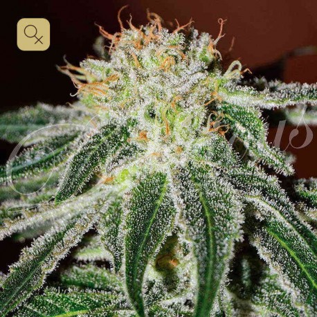Black Russian · Delicious Seeds