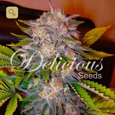 Caramelo · Delicious Seeds