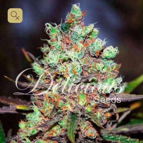 Cotton Candy · Delicious Seeds