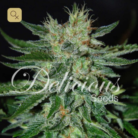 Sugar Black Rose · Delicious Seeds