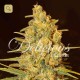 Critical Sensi Star · Delicious Seeds