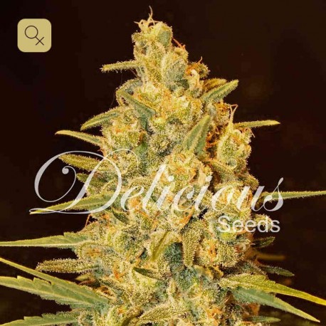 Critical Sensi Star · Delicious Seeds