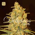 Critical Sensi Star