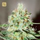 Jägg Kush · Delicious Seeds