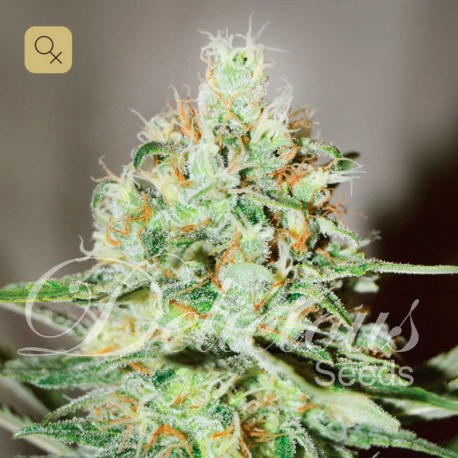 Jägg Kush · Delicious Seeds