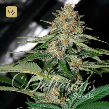 Delicious Candy · Delicious Seeds