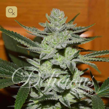 Desconocida Kush · Delicious Seeds