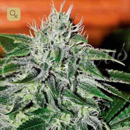 Critical Jack Herer · Delicious Seeds