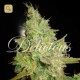 Critical Kali Mist · Delicious Seeds