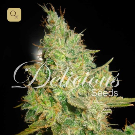 Critical Kali Mist · Delicious Seeds