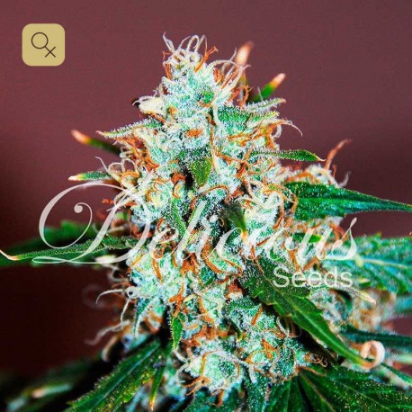 Critical Neville Haze 2.0 · Delicious Seeds