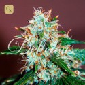 Critical Neville Haze 2.0