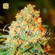 Critical Super Silver Haze · Delicious Seeds