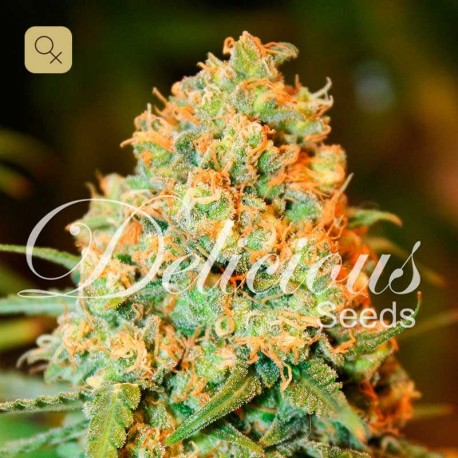 Critical Super Silver Haze · Delicious Seeds
