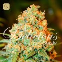 Critical Super Silver Haze