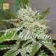 Original Juan Herer · Delicious Seeds