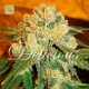 Marmalate · Delicious Seeds