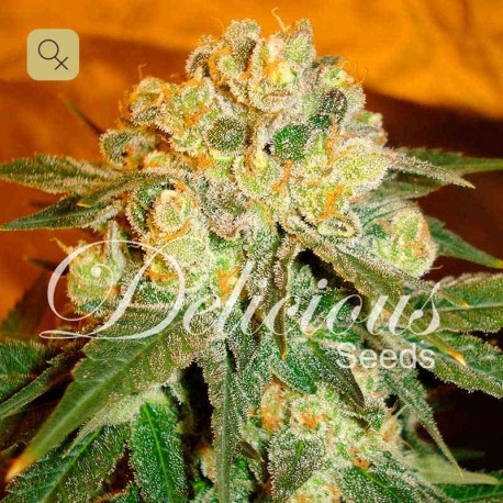 Marmalate · Delicious Seeds