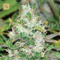 Fruity Chronic Juice