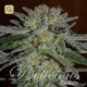 Northern Light Blue · Delicious Seeds