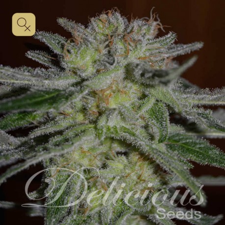 Northern Light Blue · Delicious Seeds