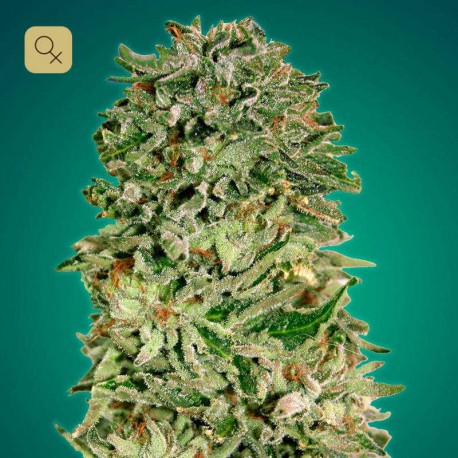 Shark Widow CBD · Advanced Seeds