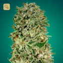 Shark Widow CBD