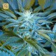 Sandstorm · Cannabiogen