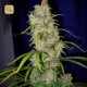 Destroyer · Cannabiogen