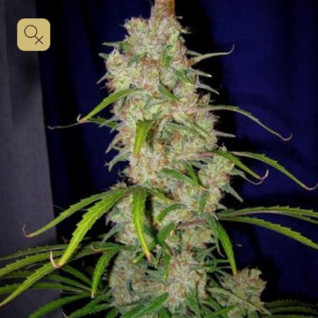 Destroyer · Cannabiogen