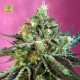 Sweet Nurse Auto CBD · Sweet Seeds