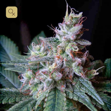 Cream Caramel F1 Fast Version · Sweet Seeds