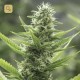 High Level · Eva Seeds