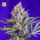 Cream Mandarine F1 Fast Version · Sweet Seeds
