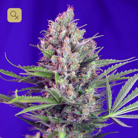 Cream Mandarine F1 Fast Version · Sweet Seeds