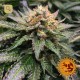 Amnesia Lemon · Barney's Farm