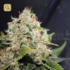 BCN Sour Diesel · Medical Seeds