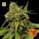Utopia Haze · Barney's Farm