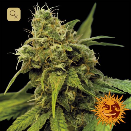 Utopia Haze · Barney's Farm