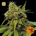 Utopia Haze