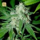 Haze Mist · Advanced Seeds