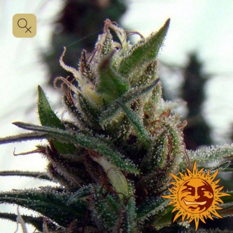 Dr. Grinspoon · Barney's Farm