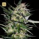 Jack Plant · Advanced Seeds