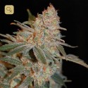 Black Diesel