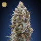 00 Kush Fem · 00 Seeds