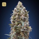 00 Kush