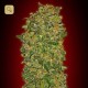 Chocolate Kush Fem · 00 Seeds