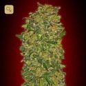 Chocolate Kush